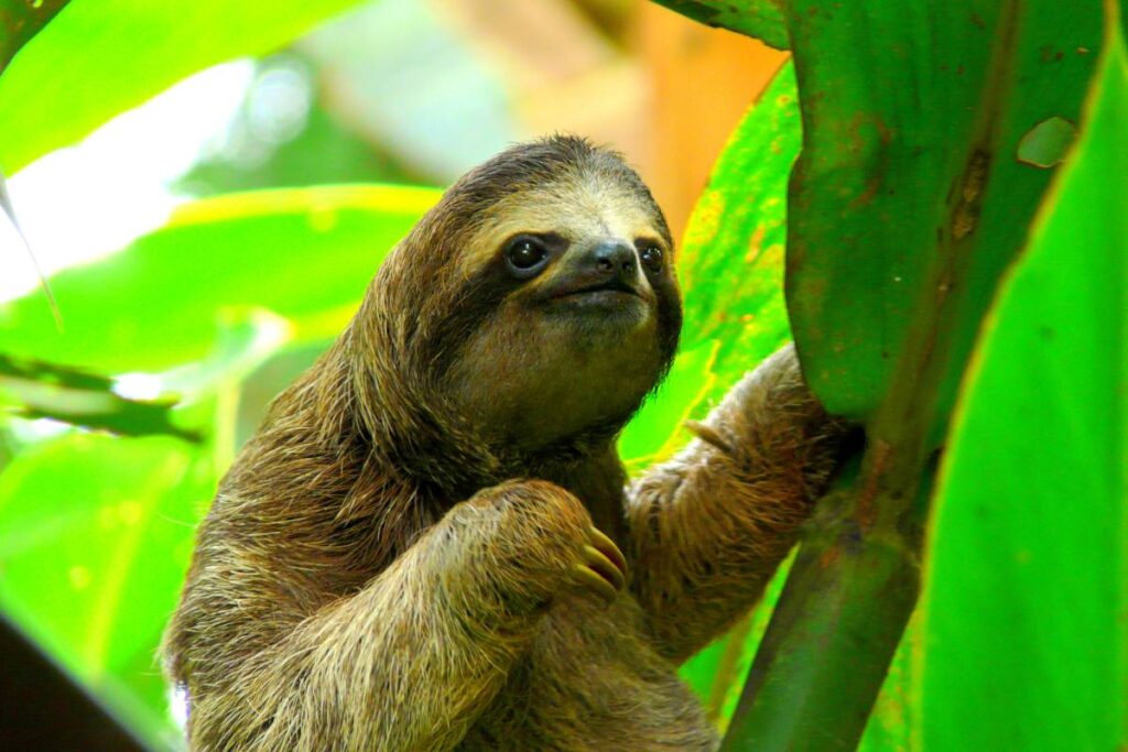 Image of a sloth, known to potentially carry the sloth fever virus.