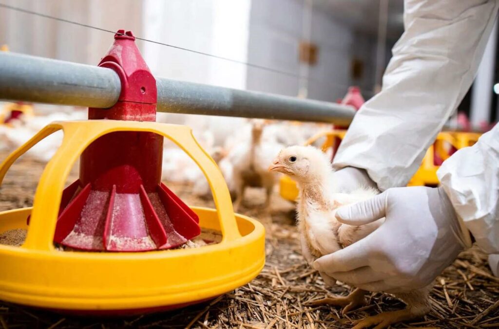 How to Treat Coccidiosis in Poultry Flock