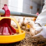 How to Treat Coccidiosis in Poultry Flock