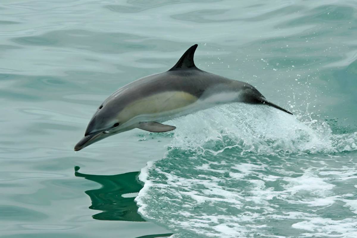 llyn peninsula activities - dolphin watching