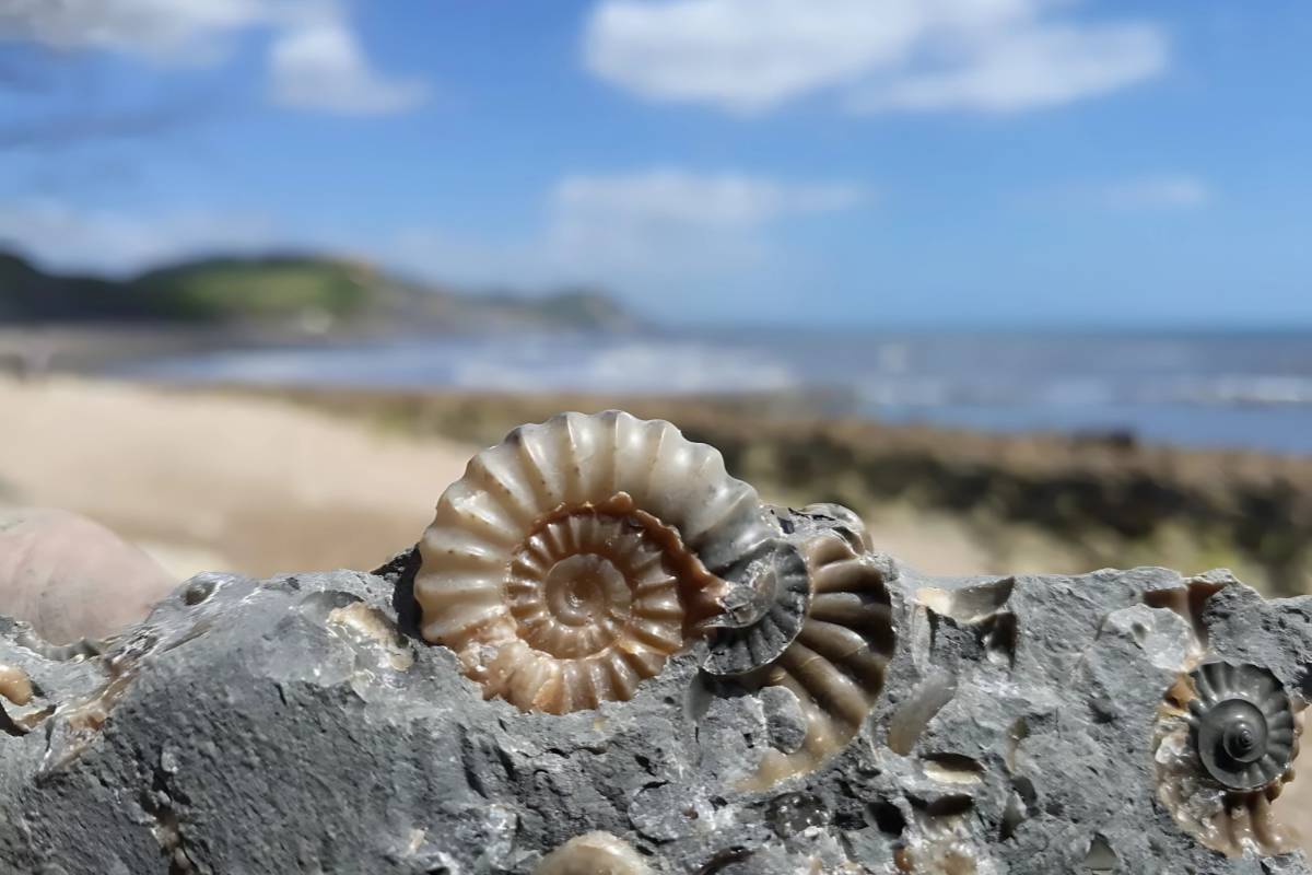 weymouth fossil hunting