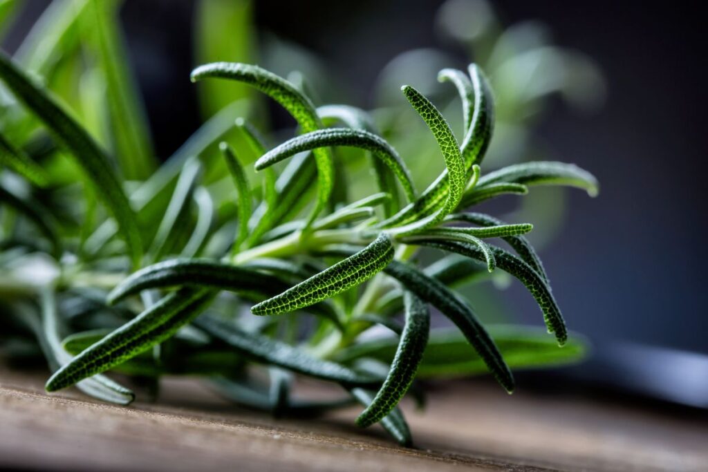 rosemary powder benefit