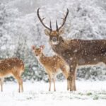 west midlands safari park wildlife adventure