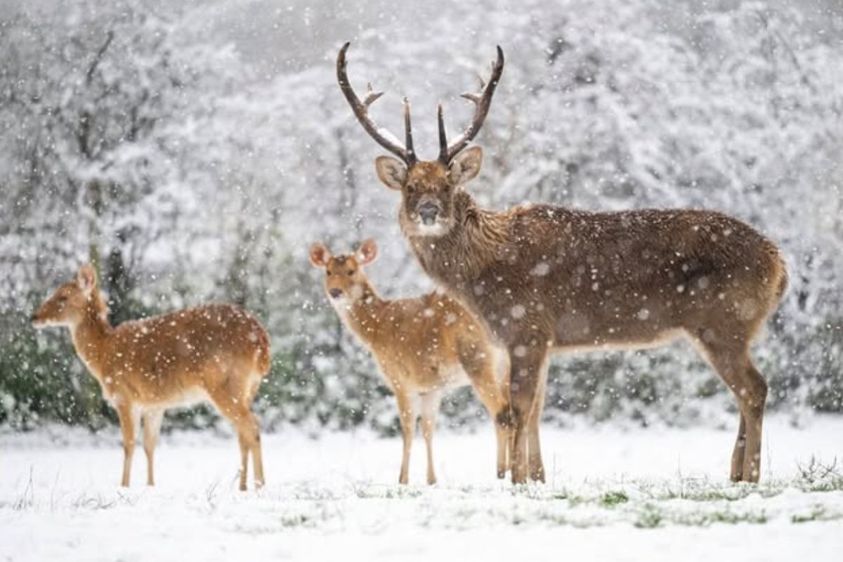 west midlands safari park wildlife adventure