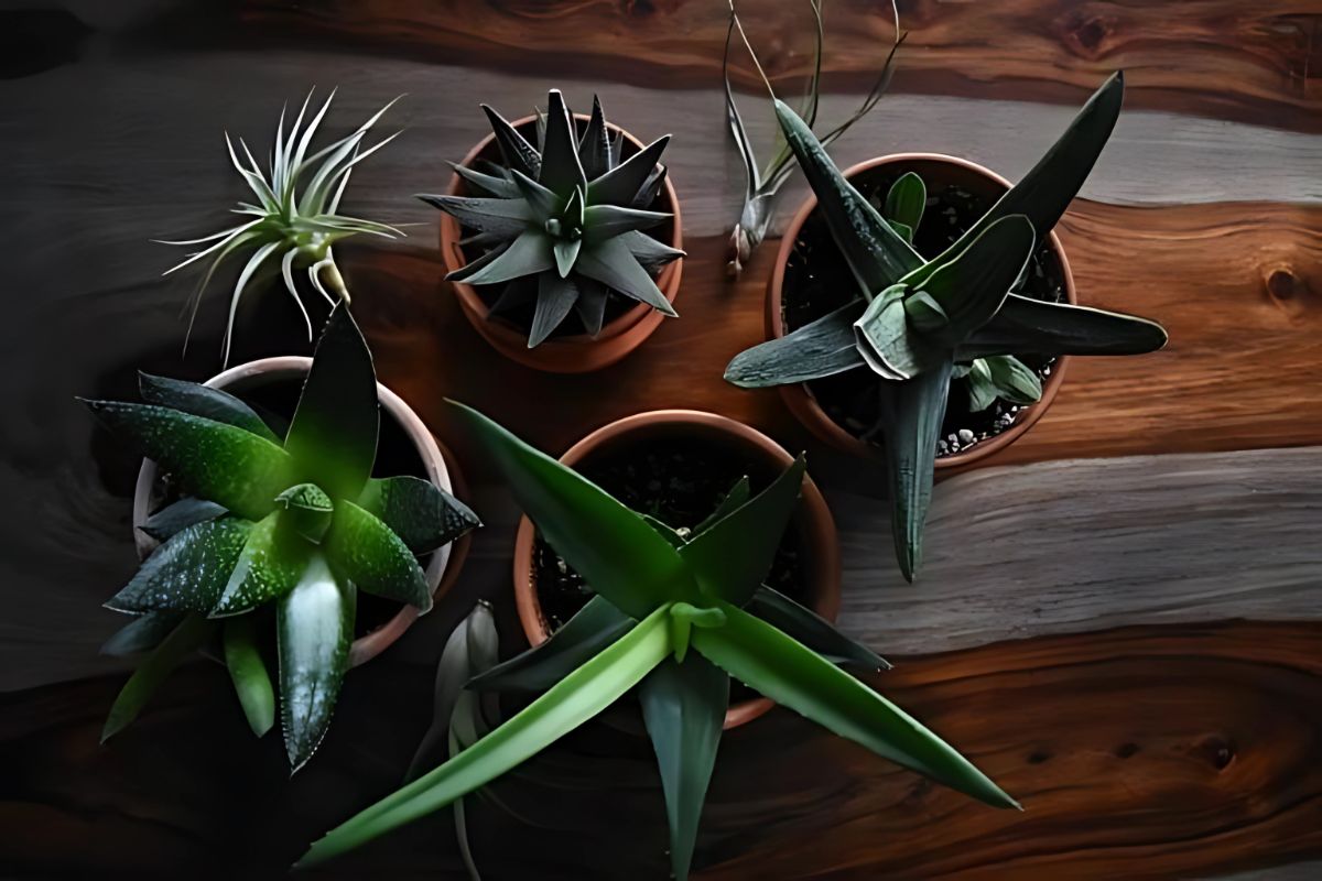 houseplants cold shock recovery