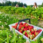 strawberry picking - tips, techniques and storage hacks