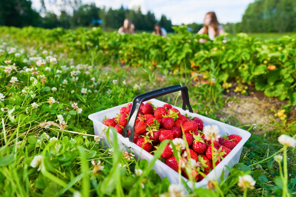 strawberry picking - tips, techniques and storage hacks